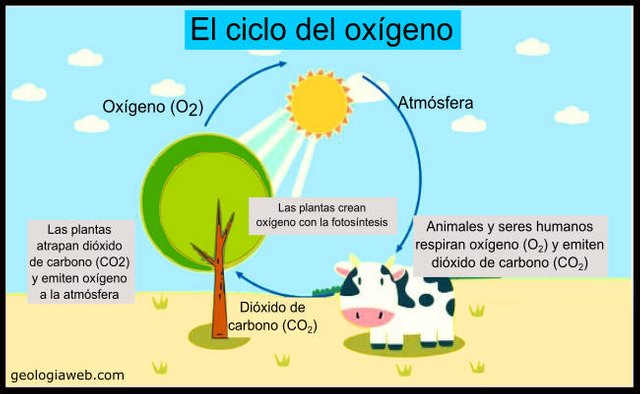 ciclo-oxigeno-esquema.jpg