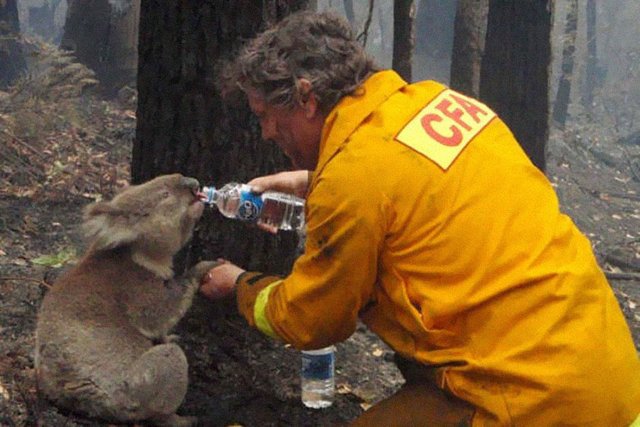 9. A firefighter gives water to a koala during the devastating Black Saturday bushfires in Victoria, Australia, in 2009.jpg
