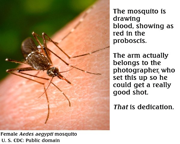 Aedes aegypti mosquito.jpg