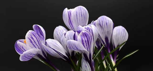 crocus-2139771_960_720.webp