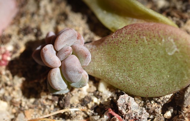 echeveria nursery 1.jpg