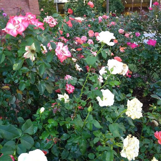 Roses at St Lawrence Basilica.jpg