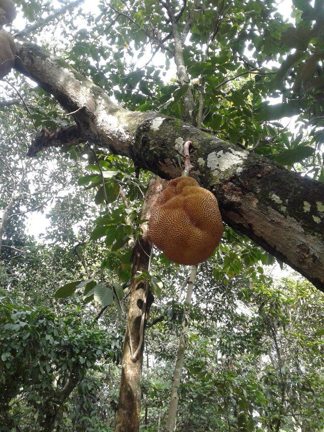 jackfruit.jpg