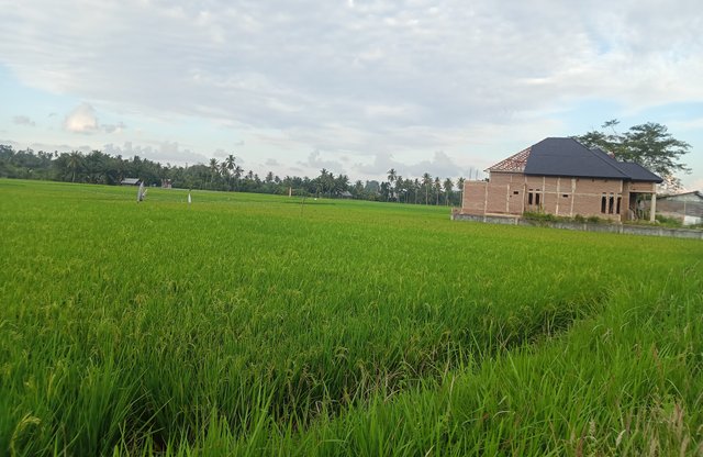 1000320127-01.jpeg