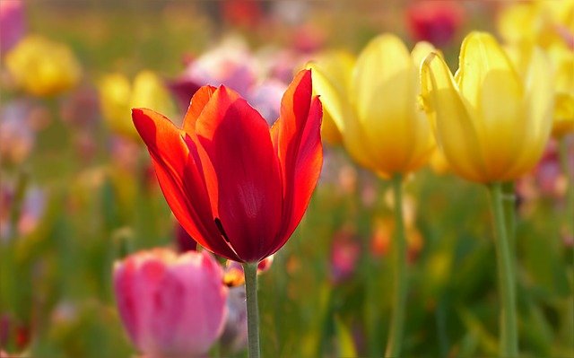 tulips-3389122_640.jpg