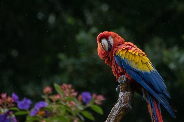 macaw-6488472_1280.jpg