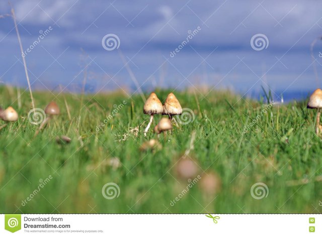 psilocybin-mushroom-magic-mushrooms-growing-mountain-side-welsh-hills-79646701.jpg