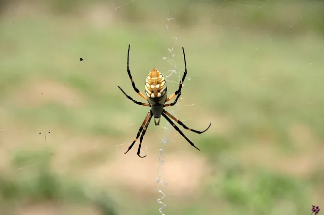 spider-9388716_1280.webp