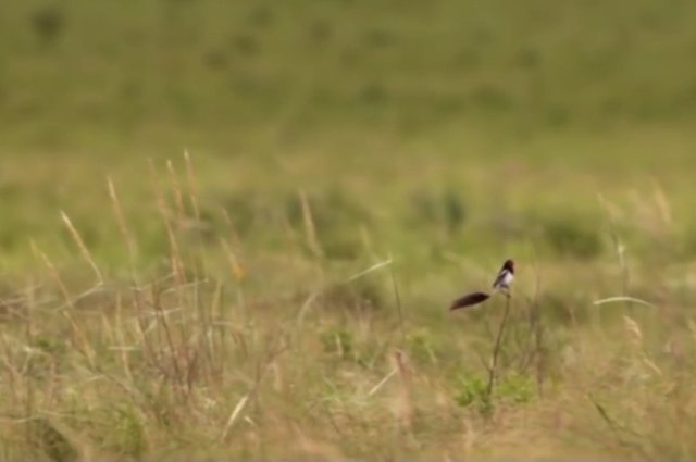 13.-Esteros-del-Iberà-49-fauna-yetapa-de-collar.jpg