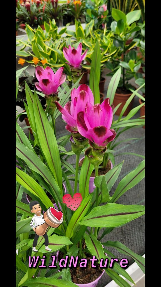 Tulipano siamese.jpg