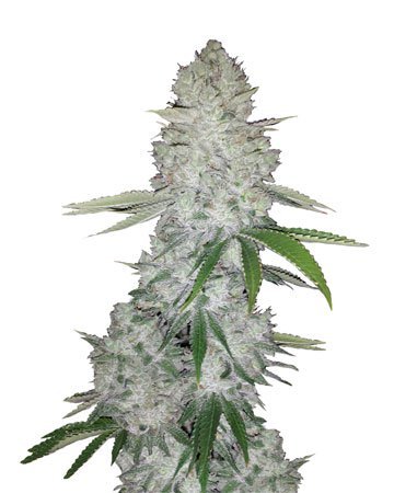 buy-gorilla-glue-auto-flowering-cannabis-seeds.jpg