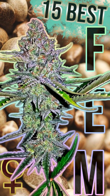 best-feminized-marijuana-seed-strains.jpg