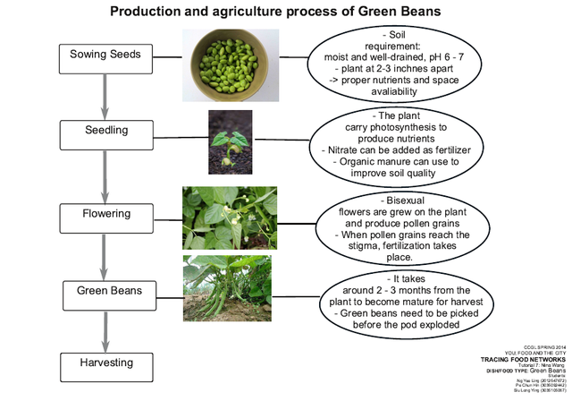 Green-Beans-production (1).png