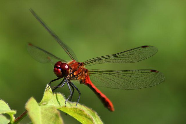 dragonfly-5397141__480.jpg