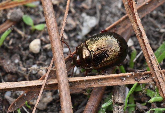copper beetle Chrysolina banksi 5.jpg