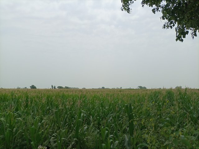 IMG_20250505_123506_499.jpg