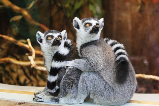 lemurs-1010643_1280.jpg