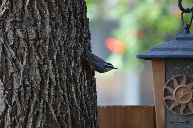 red breasted nuthatch2.jpg