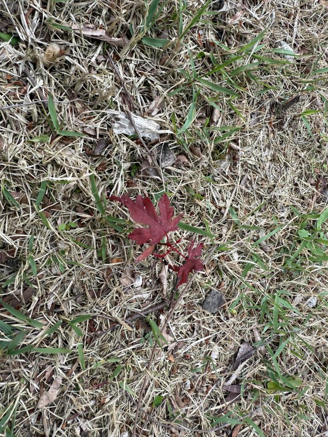 IMG_0736.jpeg