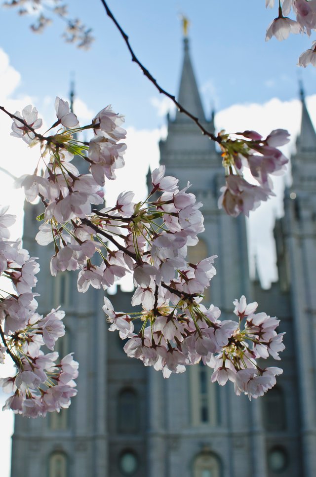 The fresh blooms in front of the temple.JPG