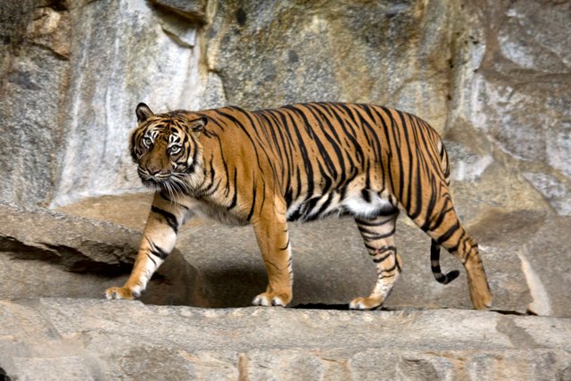 Sumatran_Tiger_Berlin_Tierpark.jpg