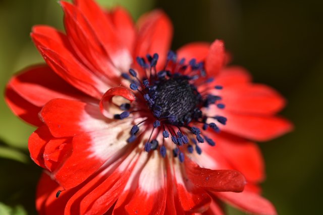 anemone red macro.jpg