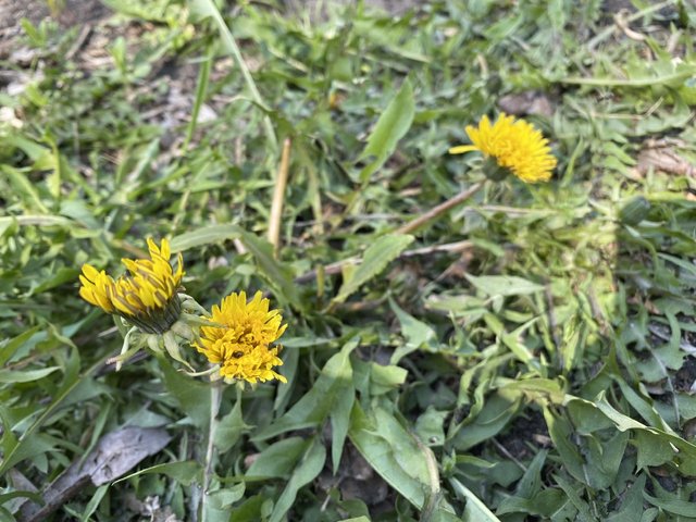 IMG_5340.jpeg