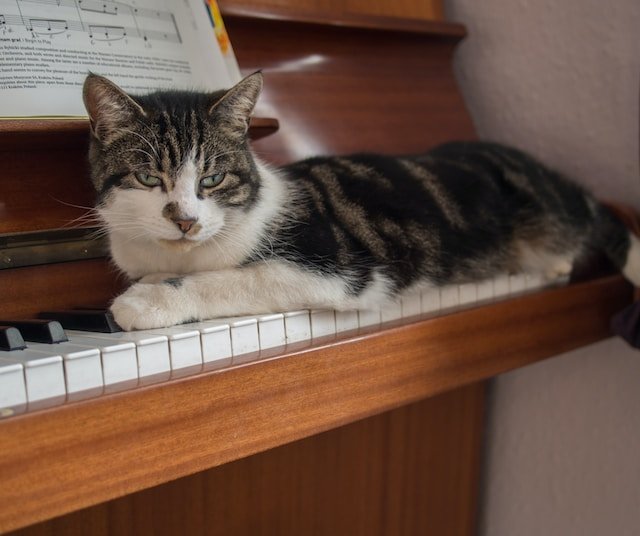Piano Cat brett-jordan-iglir8g58MQ-unsplash.jpg