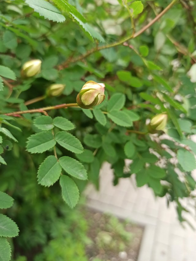 IMG_20250603_133921.jpg