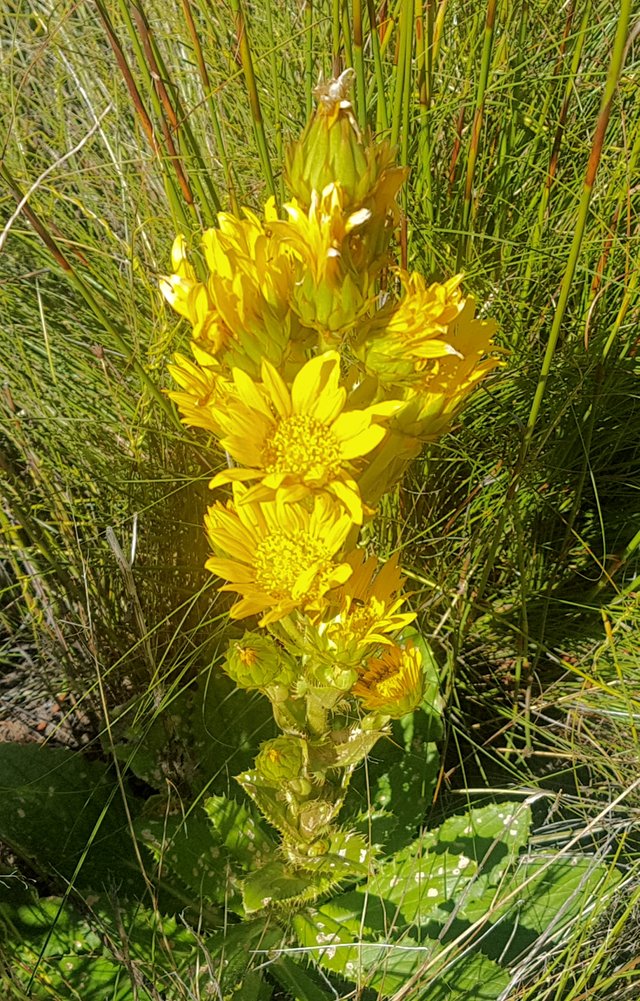 yellow_fynbos.jpg