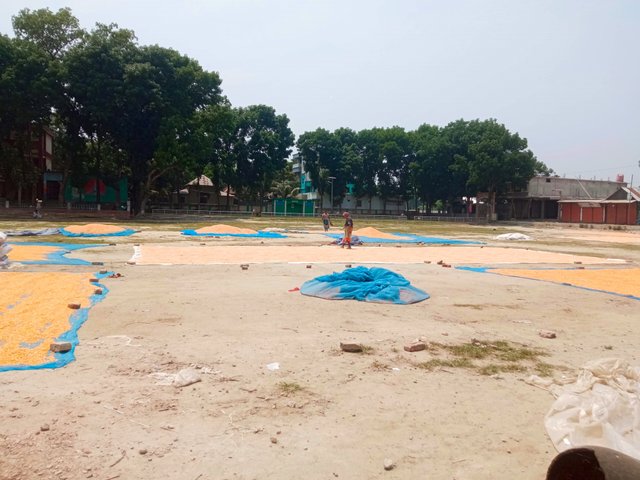 ভুট্টা (4).jpg