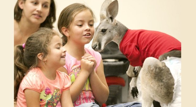 Houston-Petting-Zoo.jpg