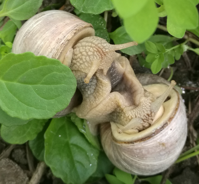 Weinbergschnecken.png