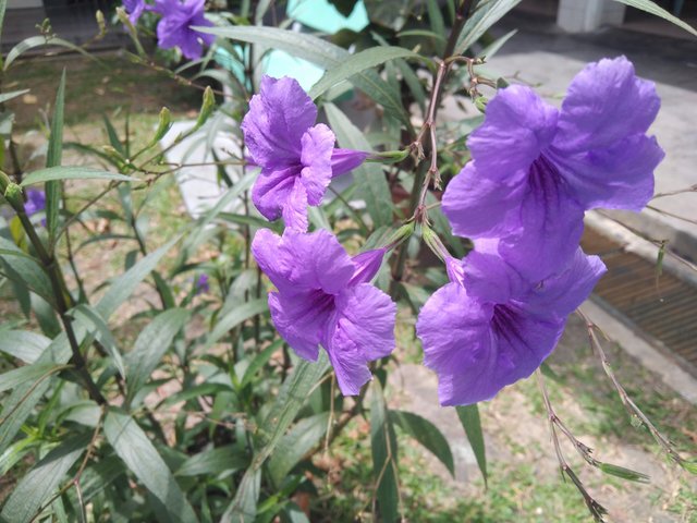 IMG_20250601_122330.jpg