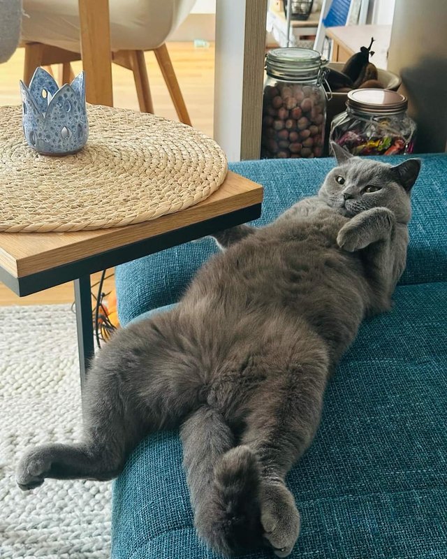 cat (1).jpg