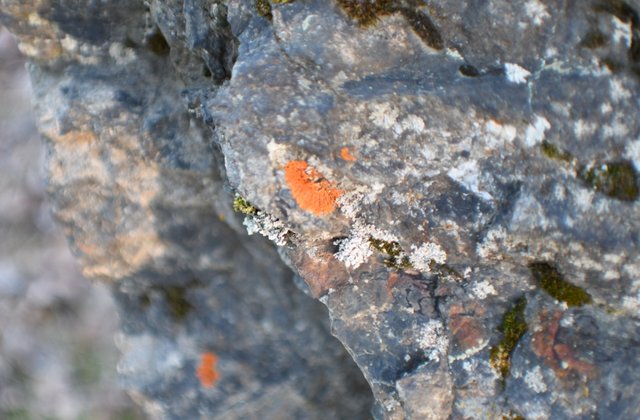 074 lichens on engineer lake bolder.jpg