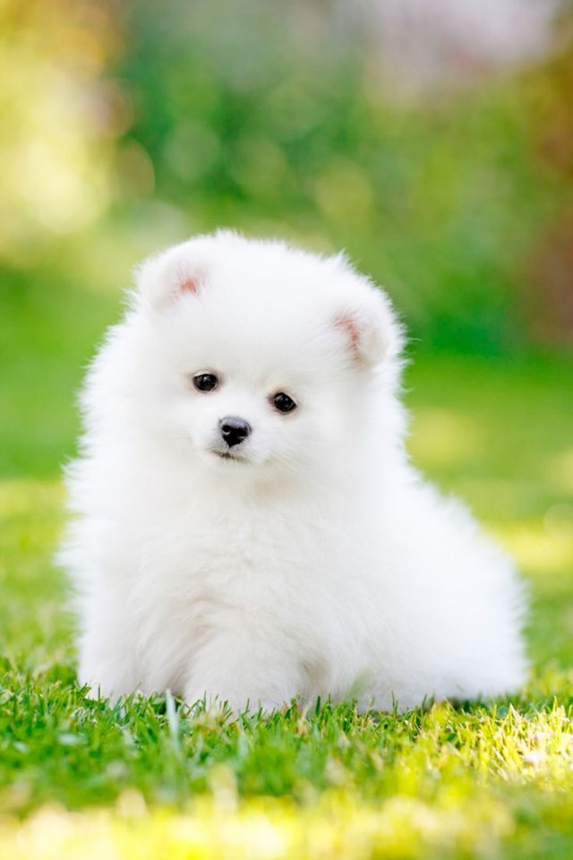 white cute puppy.jpg
