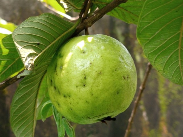 পেয়ারা (3).jpg