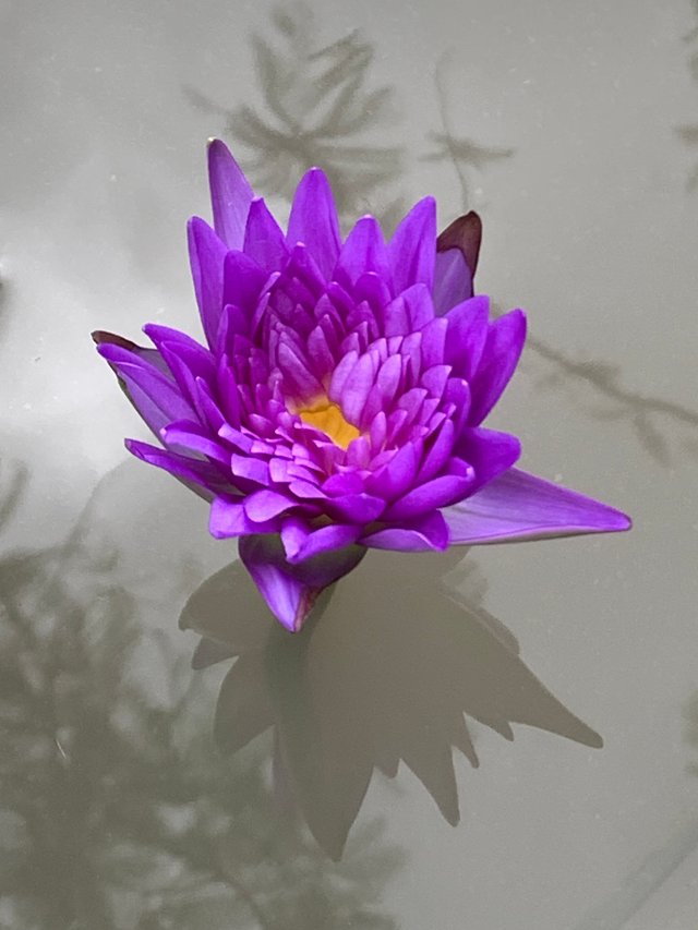 lotus flowers6.jpg