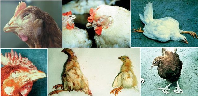 Infectious Diseases of Poultry.jpg
