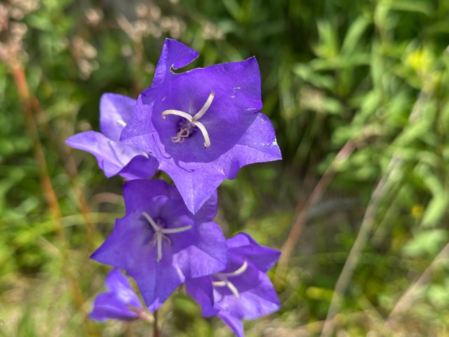 IMG_0056.jpeg