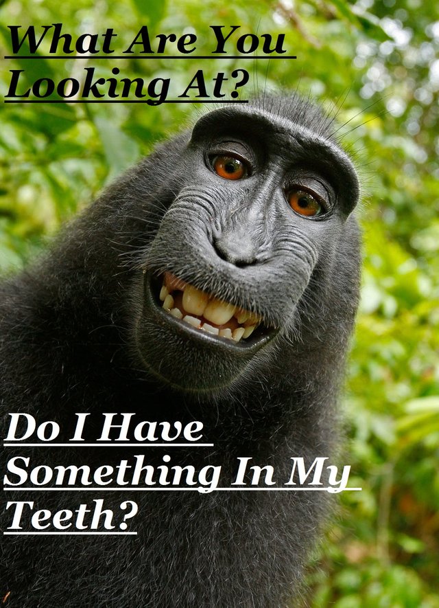 monkeymeme1.jpg