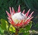 133px-Protea_cynaroides_5.jpg