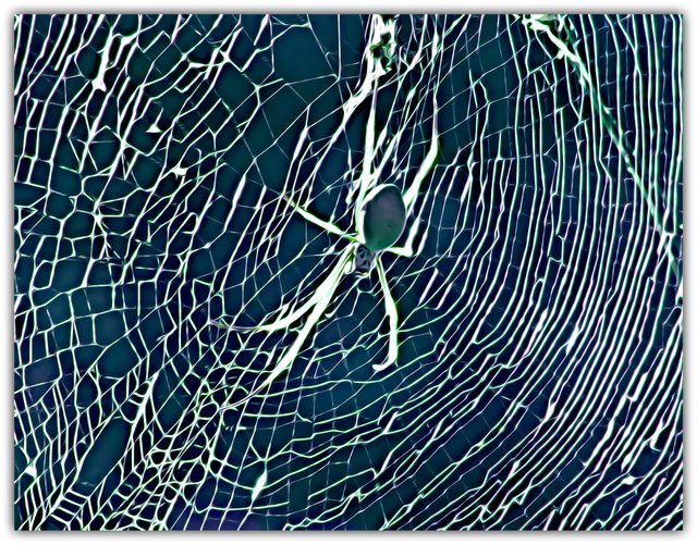 F Spider in web SE.jpg