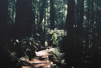 muir_woods_chris.JPG