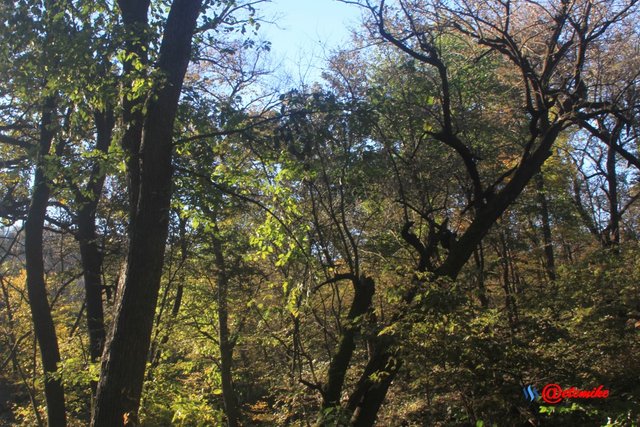 forest trees fall fall-colors fontenelle-forest Fall02055.jpg