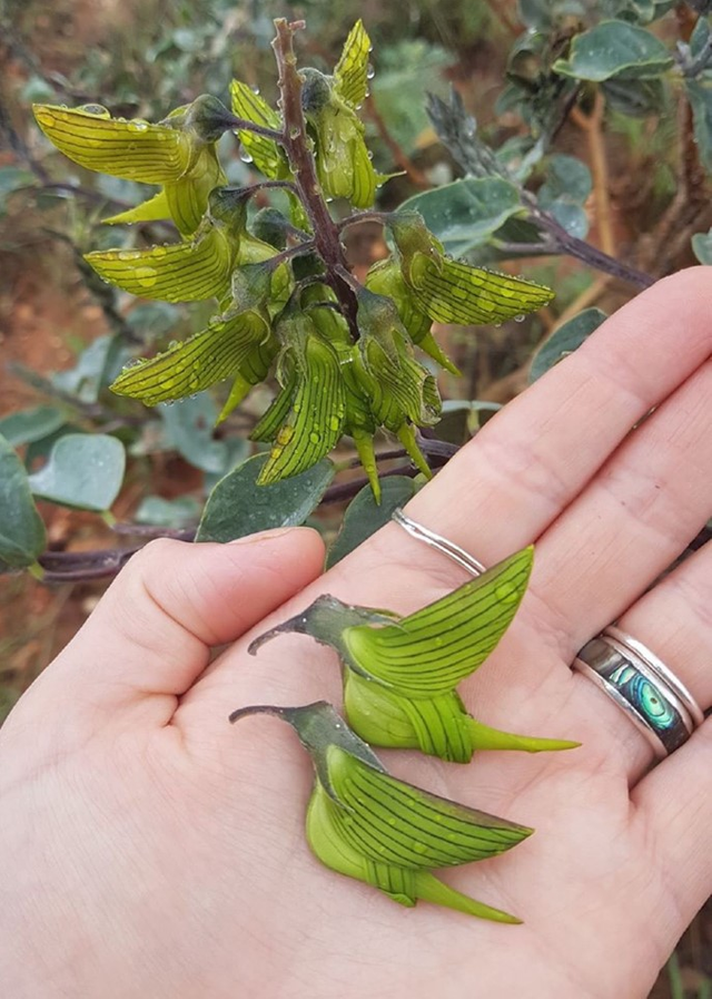 The flower of Crotalaria cunninghamii_green birdflower or regal birdflower.png