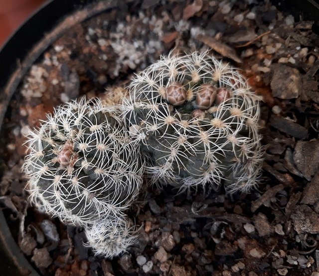 Gymnocalycium Bruchii.jpg