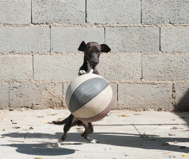 ball and dog 2.jpg
