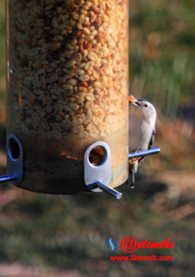 White-breasted Nuthatch PFW08.jpg